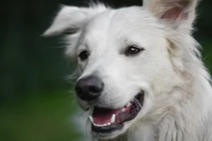 Hund schaut seitlich in die Kamera