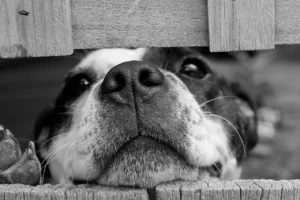 Hund drückt seine Nase durch zwei Holzleisten