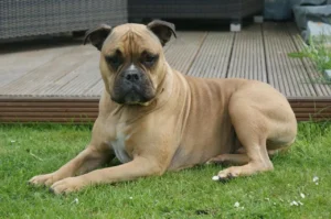 Old English Bulldog liegt im Gras