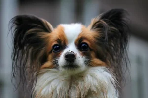 Hund schaut aufmerksam in die Kamera