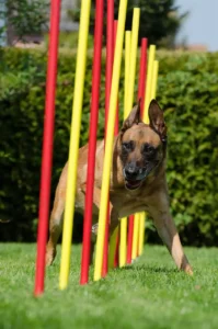 Ein Hund läuft durch Agility-Stangen