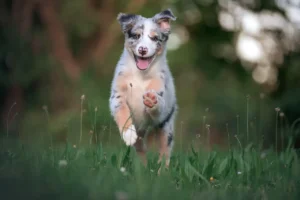 Ein Hund läuft durchs hohe Gras