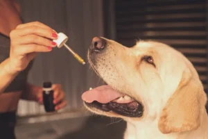 Hund bekommt Tropfen aus einer Pipette