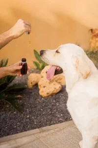 Ein Hund bekommt Tropfen