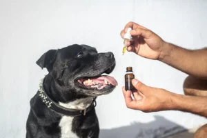Hund bekommt Tropfen. Vom Menschen sind nur die Hände zu sehen