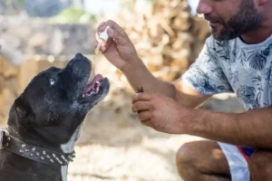 Hund bekommt Tropfen vom Herrchen