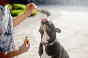 Hund bekommt Tropfen