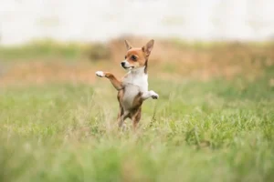 Ein Hund hüpft auf einem Feld hoch