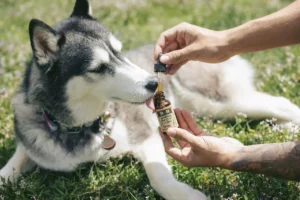 Hund schleckt an Flasche mit Tropfen