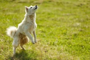 Ein Hund springt auf einem Feld nach oben