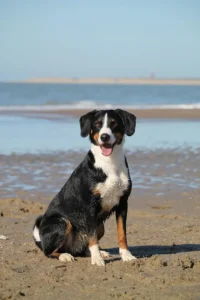 Ein Hund sitzt am Strand