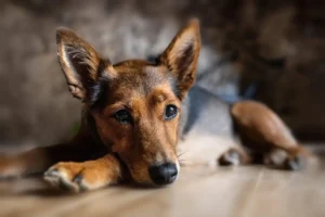 Ein Hund liegt auf einem Holzfußboden