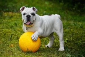 Ein Hund hat sein Vorderbein auf einem gelben Ball