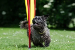 Ein Hund läuft um eine Agility-Stange herum
