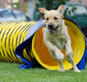 Ein Hund läuft aus einer Agility-Röhre raus