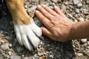 Eine Hundepfote und eine Hand