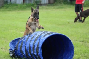 Ein Hund springt über eine Agilityröhre