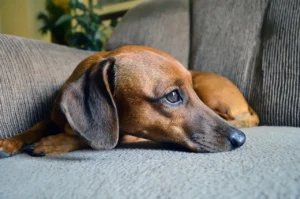 Dackel kuschelt auf Couch
