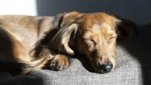 Dackel schläft in der Sonne