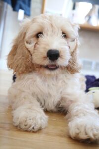 Ein weißer Cockapoo hat seine Pfoten auf einem Tisch