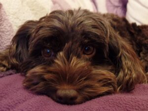 Brauner Cockapoo liegt auf einer lilafarbenen Decke
