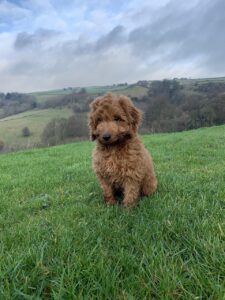 Brauner Cockapoo sitzt auf einer grünen Wiese