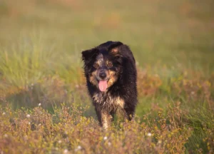 Border Collie steht auf einer Wiese und hechelt
