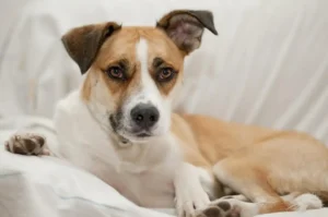 Hund liegt auf einem weißen Sofa