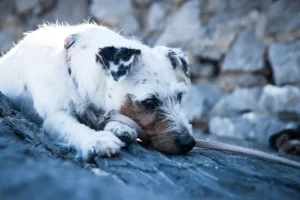 Weißer Terrier liegt auf einem Steinboden