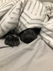 Unter einer Decke schaut nur die Schnauze von einem Hund hervor