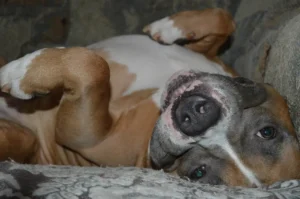 Bulldogge liegt auf dem Rücken