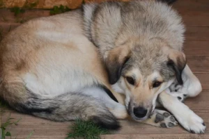 Hund liegt zusammengerollt auf dem Boden