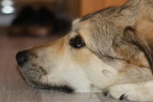 Hundeschnauze