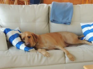Labrador liegt auf einem Sofa