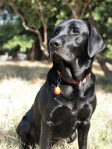 Schwarzer Labrador