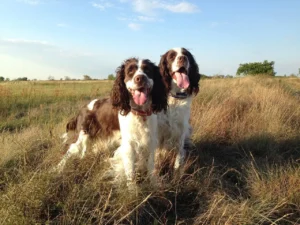 Zwei Jagdhunde stehen auf einem Feld