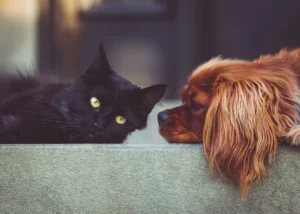 Ein Cockerspaniel und eine schwarze Katze liegen gemeinsam auf dem Sofa