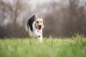 Ein Airdale Terrier rennt über eine Wiese
