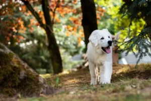 Weißer Labradorwelpe läuft durch einen Wald