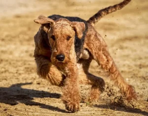 Ein Airdale Terrier rennt über einen Sandplatz