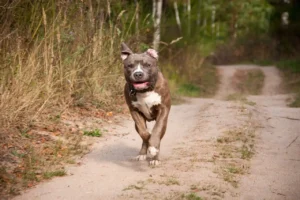 Ein Amstaff rennt über einen Feldweg