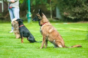 Ein Schäferhund und ein Pischer sitzen im Sitz nebeneinander auf einem Hundeplatz