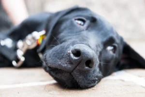 Ein schwarzer Hund liegt auf dem Boden