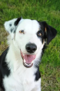 Schwarz-Weißer Hunde schaut hechelnd in die Kamera