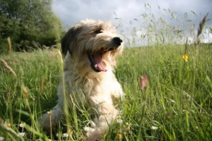 Ein weißer Terrier liegt gähnend auf einer Wiese