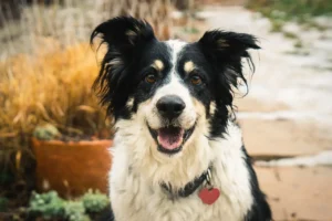 Ein Hütehund schaut hechelnd in die Kamera