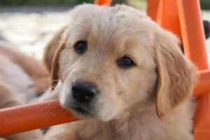 Golden Retriever Welpe schaut in die Kamera