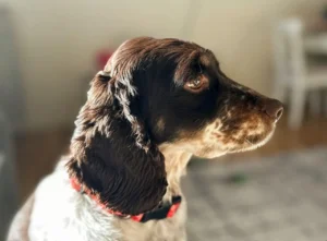 Das Profil von einem Setter