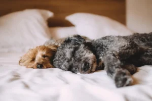 Zwei Hunde liegen nebeneinander auf dem Bett und schlafen