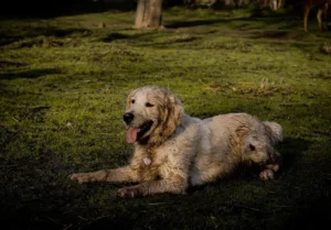 Ein dreckiger Golden Retriever liegt auf einer Wiese